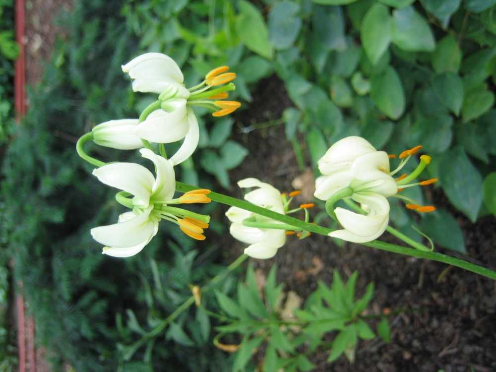 Lilium martagon (Weißblühende Türkenbund-Lilie)